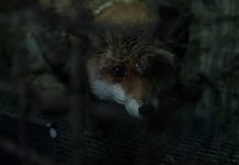 Tablou de vanatoare – Razbunarea animalelor