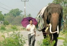 Pop Aye – Elefantul, cel mai bun prieten al omului trist