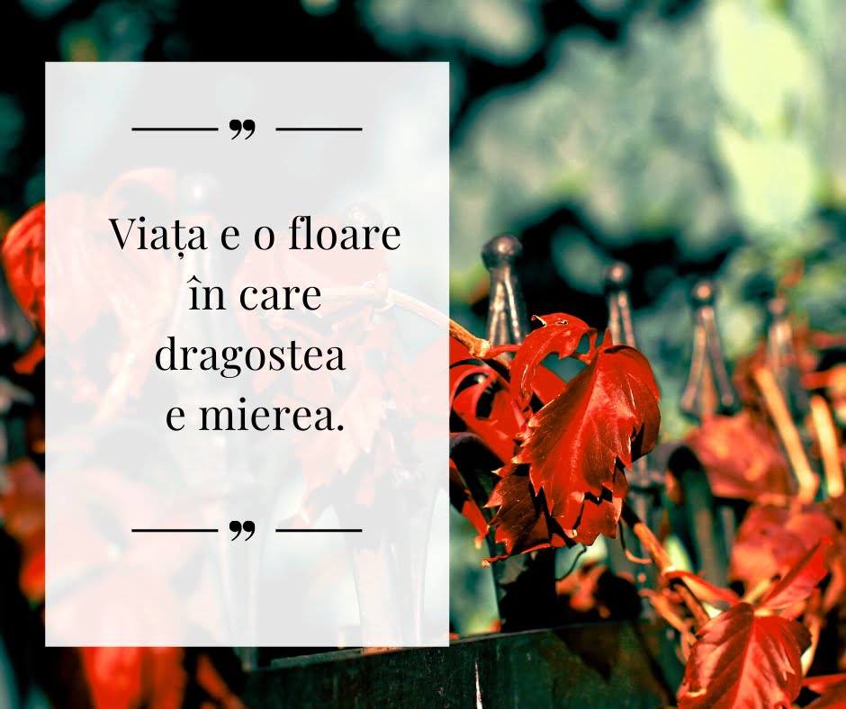statusuri frumoase despre dragoste