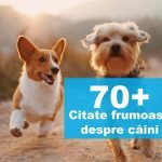Citate despre câini – Cele mai frumoase citate și statusuri despre căței :) citate despre caini