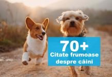 citate despre caini