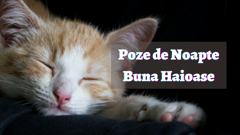 Poze de Noapte Buna Haioase