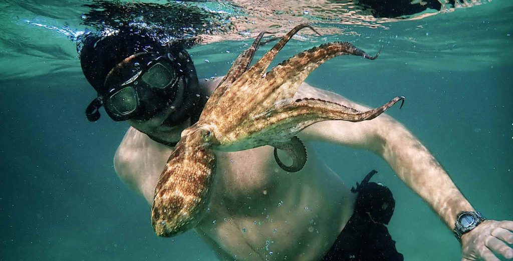 intelepciunea caracatitei_filme de oscar netflix