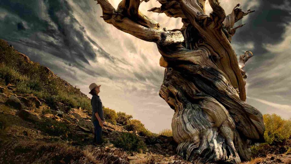 trees-and-other-entanglements-documentare noi